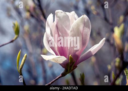 Nahaufnahme von wunderschönen rosa Magnolienblüten, die im Frühling auf dem Baum blühen. Hintergrund mit Copyspace. Stockfoto