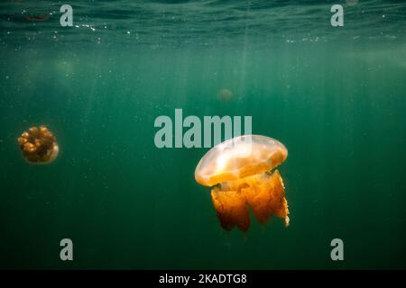 Die schöne Aufnahme des Jellyfish Lake - ein See auf der Insel Eil Malk in Palau Stockfoto