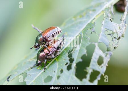 Nahaufnahme zweier japanischer Käfer (Popillia japonica) auf grünem Blatt in Piemont Stockfoto