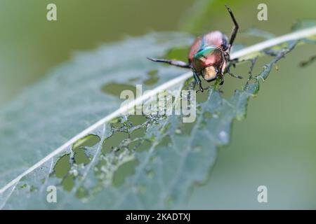 Ein japanischer Käfer (Popillia japonica) auf einem beschädigten grünen Blatt in Piemont, Italien Stockfoto