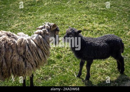 Schwarzes Lamm mit Mutterschafen auf einem Weidefeld. Stockfoto