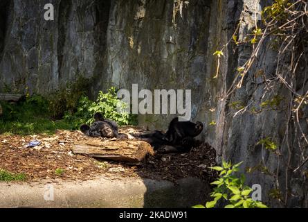 Ein junger, fauler Schwarzbär (Ursus thibetanus) im Zoologischen Garten in Breslau, Polen. Stockfoto