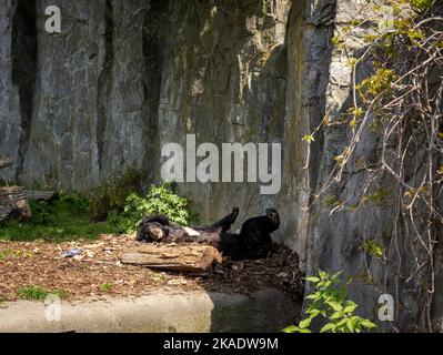 Ein junger, fauler Schwarzbär (Ursus thibetanus) im Zoologischen Garten in Breslau, Polen. Stockfoto