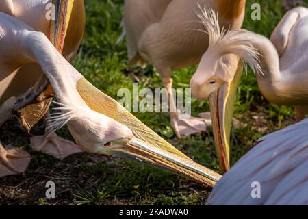 Nahaufnahme rosa Pelikane, die das Gras picken (pelikan baba, Pelecanus onocrotalus). Stockfoto