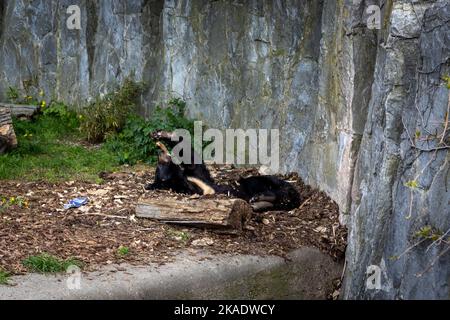 Ein junger, fauler Schwarzbär (Ursus thibetanus) im Zoologischen Garten in Breslau, Polen. Stockfoto