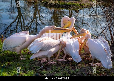 Herde rosa Pelikane, die das Gras picken (pelikan baba, Pelecanus onocrotalus). Stockfoto