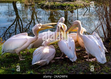 Herde rosa Pelikane, die das Gras picken (pelikan baba, Pelecanus onocrotalus). Stockfoto