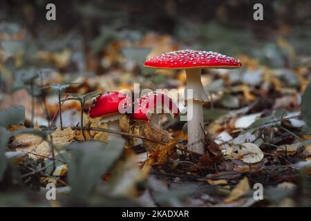 Rote Pilze Pilze amanita rote Hüte zwischen Herbstblättern und Ästen Stockfoto