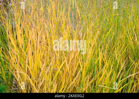 Herbst, Panik Switchgrass, Panicum virgatum, Switch Grass, Garten Stockfoto