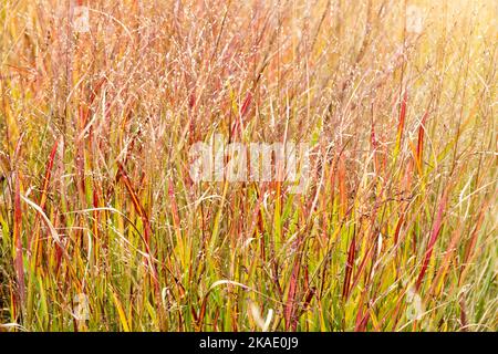 Im Herbst, Schalten Gras, Panicum virgatum 'Shenandoah', Switchgrass, Garten, Gras, Herbstliches, Natur Stockfoto