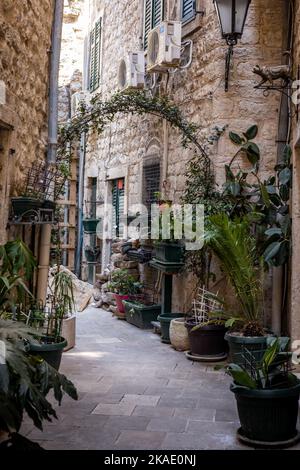 Kotor, Montenegro - 29. April 2022: Mediterrane Pflanzen schmücken die Steinmauern mittelalterlicher Häuser in einer engen Straße der Altstadt von Kotor. Stockfoto