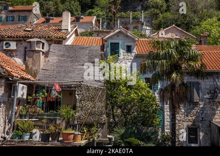 Kotor, Montenegro - 29. April 2022: Beengte mittelalterliche Steinhäuser mit orangefarbenen Ziegeldächern in der Altstadt von Kotor. Stockfoto