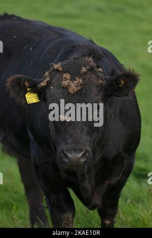 Kuh auf Weideland, South Downs Way in der Nähe von Truleigh Hill, Shoreham by Sea, West Sussex, England, Großbritannien Stockfoto