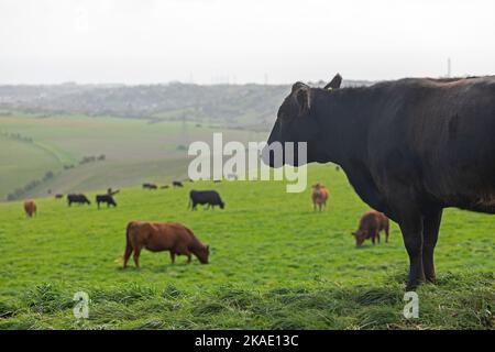 Rinder auf Weideflächen, South Downs Way in der Nähe von Truleigh Hill, Shoreham by Sea, West Sussex, England, Großbritannien Stockfoto