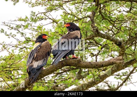 Zwei Erwachsene Bateleur-Adler, Terathopius ecaudatus, thront in einem Baum im Queen Elizabeth National Park, Uganda. Diese kurzschwanzigen und mittelgroßen Stockfoto