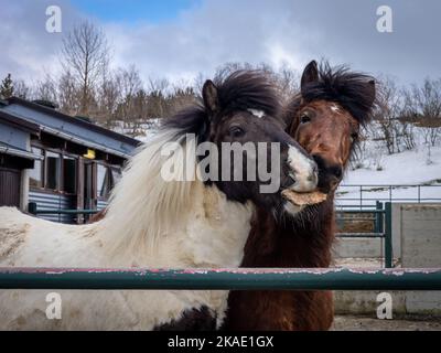 Reykjavik, Island - 24. März 2022: Zwei isländische Pferde vor einem Stall im Winter in Reykjavik, Island. Stockfoto