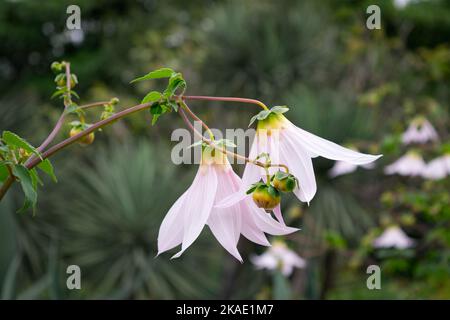 Eine Nahaufnahme von Dahlia imperialis Blumen im Ethnobotanischen Garten von Oaxaca, Mexiko. Stockfoto