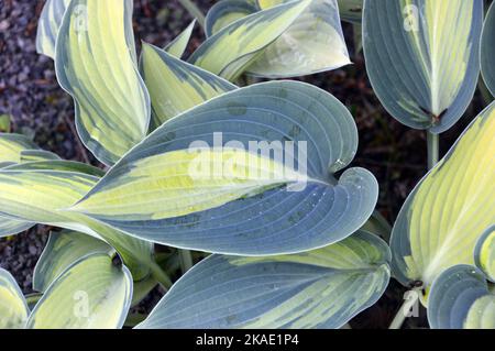 Grün/gelb-buntes Hosta 'June' (Plantain Lily)-Blatt, das bei RHS Garden Rosemoor, Torrington, Devon, England, Großbritannien, angebaut wird. Stockfoto