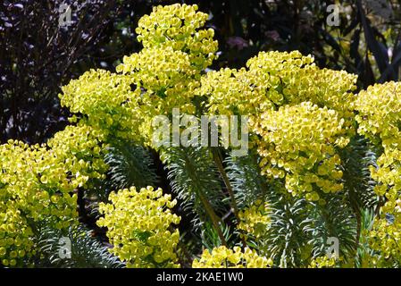 Yellow Phorbia Characias 'Wulfenii' (Mediterranean Spurge) Blumen, die im RHS Garden Rosemoor, Torrington, Devon, England, Großbritannien, angebaut werden. Stockfoto