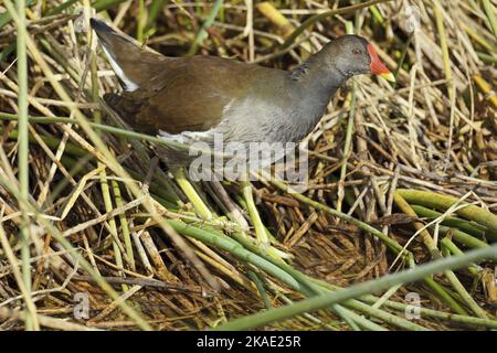 Wasserhen zwischen der Vegetation des Ufers eines Teiches, Gallina chloropus; Rallidae Stockfoto