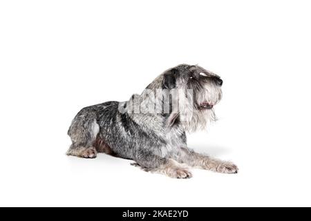 Studioaufnahme von niedlichen grauen Farbe mittelschnauzer Hund liegend Boden isoliert auf weißem Hintergrund. Tier, Haustiere, Pflege, Schönheit und Werbung Stockfoto