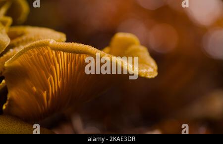 Nahaufnahme der Kappe und Kiemen eines falschen Chanterelle-Pilzes, Hygrophoropsis aurantiaca, New Forest UK Stockfoto