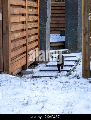 Eine schwarze Katze, die aus einem Haus geht, um spazieren zu gehen und verschneite Treppen hinunterzugehen. Wintertag, keine Menschen. Stockfoto