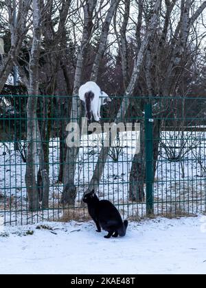 Eine schwarze Katze jagt eine weiße Katze, die den Zaun klettert. Schneereichen Wintertag, keine Menschen. Stockfoto