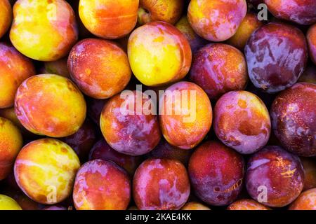 Rote und gelbe reife Pflaumen in Schachteln auf der Theke zum Verkauf.gesundes Esskonzept. Stockfoto