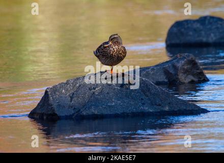 Eine weibliche Mallard-Ente ruht auf einem Felsen in einem Bach, der wechselnde Herbstblätter reflektiert. Stockfoto