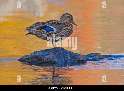 Eine weibliche Mallard-Ente ruht auf einem Felsen in einem Bach, der wechselnde Herbstblätter reflektiert. Stockfoto