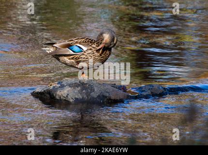 Eine weibliche Mallard-Ente presst auf einem Felsen in einem Bach, der wechselnde Herbstblätter reflektiert. Stockfoto