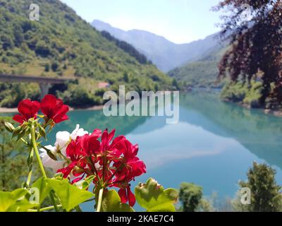 Eine Nahaufnahme von efeublättrigen Pelargonien (Pelargonium peltatum) mit einem malerischen See im Hintergrund Stockfoto