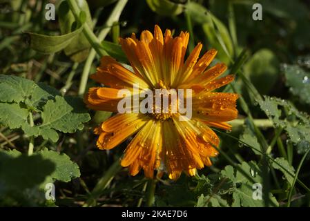 Eine Nahaufnahme eines Topfes Ringelblume (Calendula officinalis) mit Tautropfen darauf Stockfoto