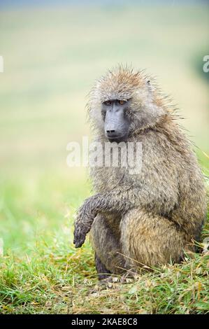 Ein olivfarbener Pavian sitzt bei einem Regensturm auf einer Grasbank am Lake Nakuru in Kenia. Stockfoto