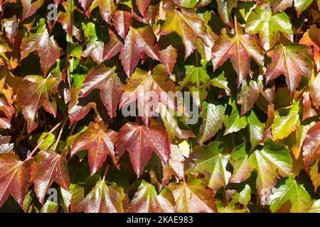 Weinblätter im Herbst, Seven Sisters Country Park, South Downs, East Sussex, England, Großbritannien Stockfoto
