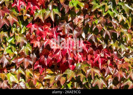 Weinblätter im Herbst, Seven Sisters Country Park, South Downs, East Sussex, England, Großbritannien Stockfoto