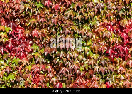 Weinblätter im Herbst, Seven Sisters Country Park, South Downs, East Sussex, England, Großbritannien Stockfoto