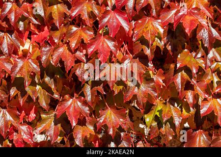 Weinblätter im Herbst, Seven Sisters Country Park, South Downs, East Sussex, England, Großbritannien Stockfoto