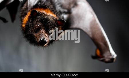 Eine Nahaufnahme einer hängenden Mariana-Fruchtfledermaus (Pteropus mariannus) auf grauem Hintergrund Stockfoto