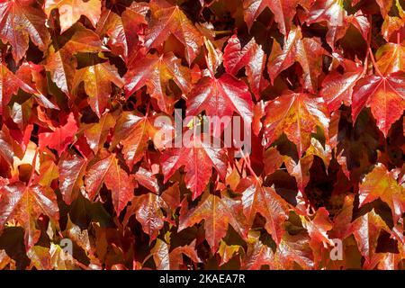 Weinblätter im Herbst, Seven Sisters Country Park, South Downs, East Sussex, England, Großbritannien Stockfoto