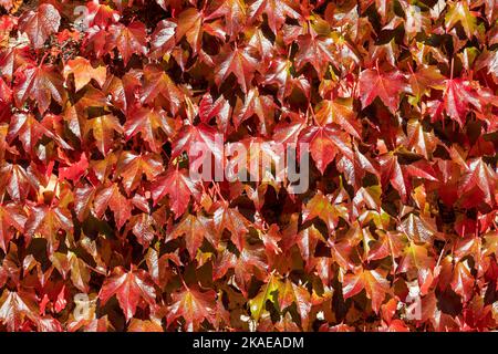 Weinblätter im Herbst, Seven Sisters Country Park, South Downs, East Sussex, England, Großbritannien Stockfoto