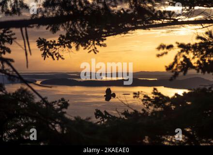 Hawk im Flug über Lummi Island, San Juan Islands, Washington, USA Stockfoto