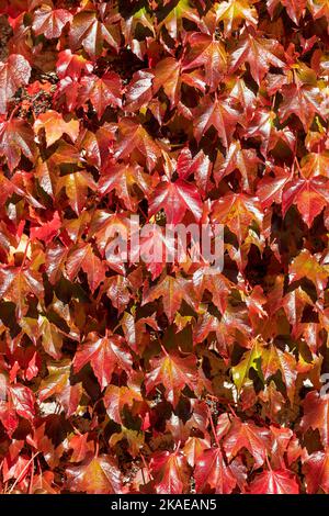 Weinblätter im Herbst, Seven Sisters Country Park, South Downs, East Sussex, England, Großbritannien Stockfoto