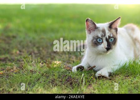 Nahaufnahme einer niedlichen blauäugigen Katze mit weißen und braunen Farben, die sich im frischen Gras mit Kopieplatz an der Seite befindet Stockfoto