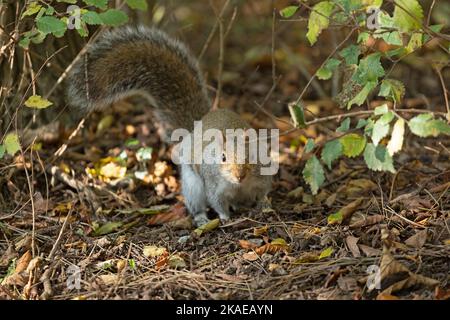 Östliches graues Eichhörnchen (Sciurus carolinensis), Seven Sisters Country Park, South Downs, East Sussex, England, Großbritannien Stockfoto