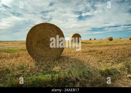 Am Sommertag sind runde Strohballen auf dem Feld Stockfoto