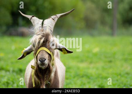 Porträt einer glücklichen Ziege, die Gras mit großen Hörnern frisst Stockfoto