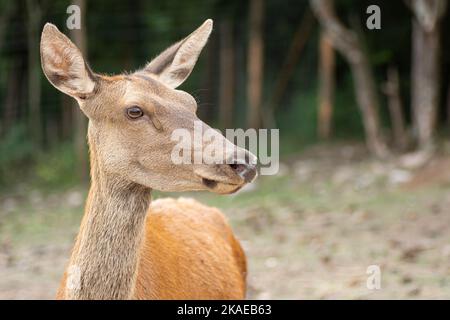 Nahaufnahme eines Hirsches, der von der Kamera wegschaut Stockfoto
