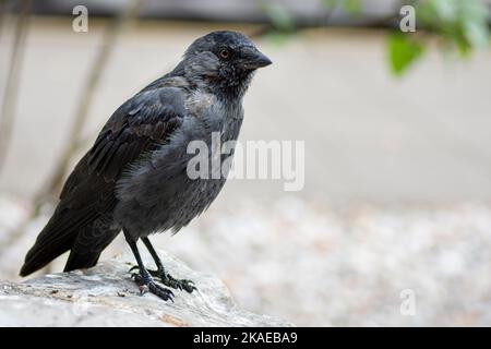 Schwarze Westernjackdaw sitzt auf dem Boden Stockfoto